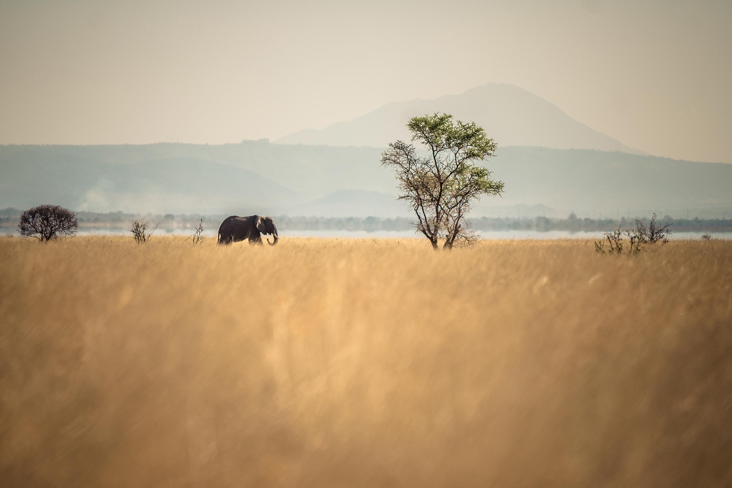 Untold-journal_Tanzania_elephant-tarangiri.jpg