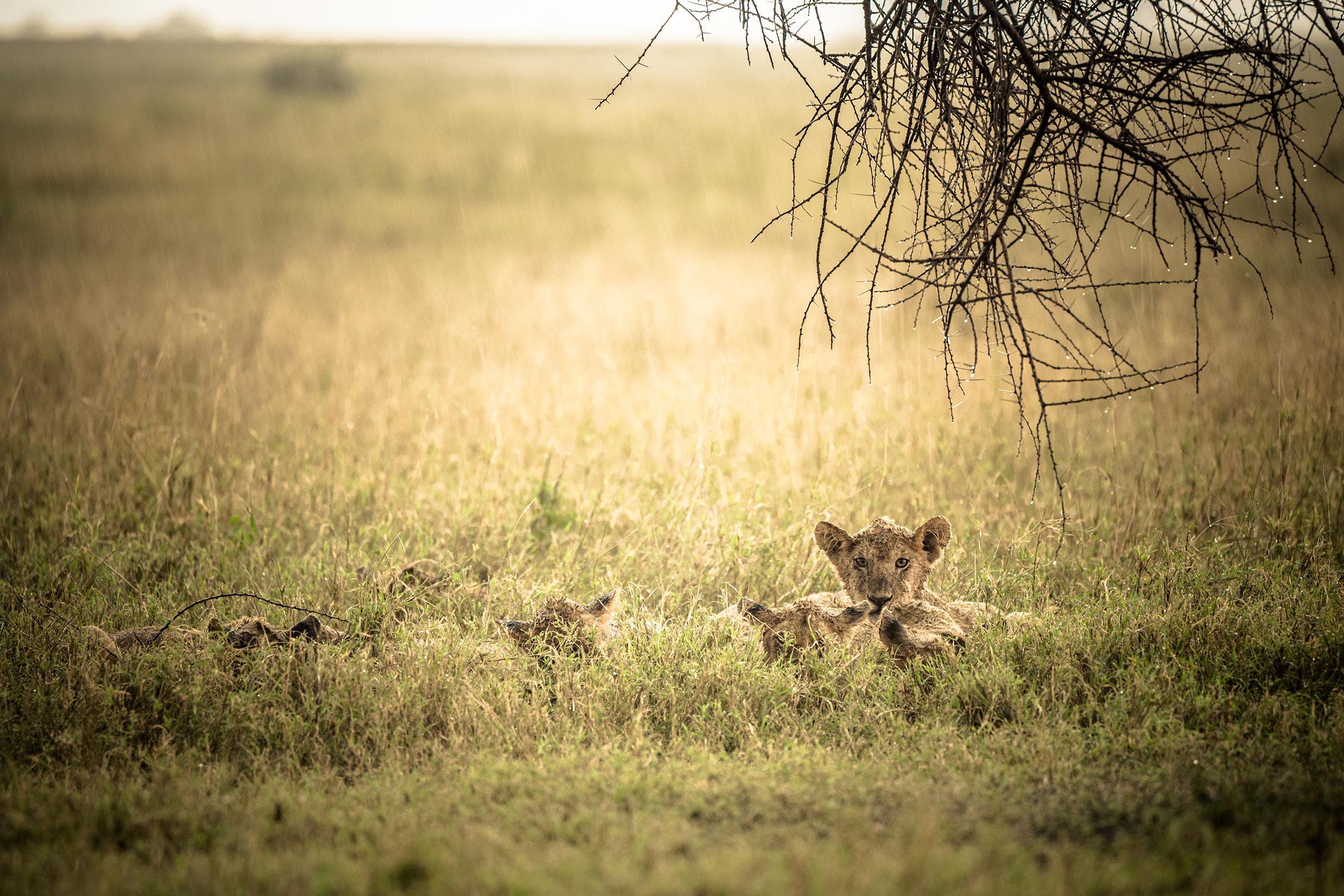 Untold-journal_Tanzania_lioness.jpg