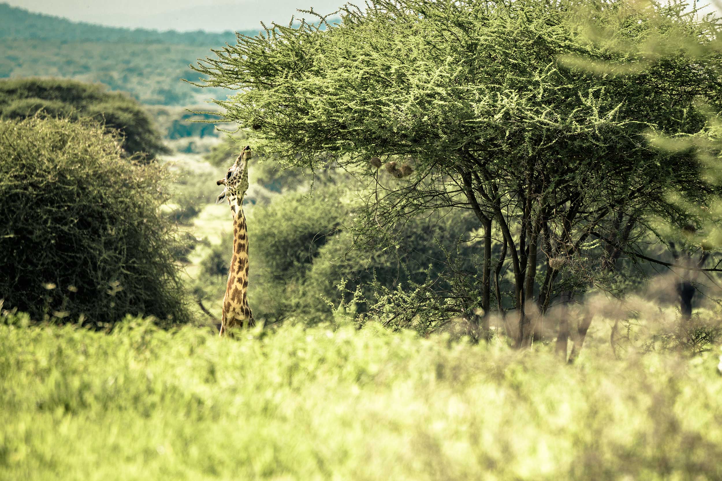 Untold-journal_Tanzania_20180211-09.jpg