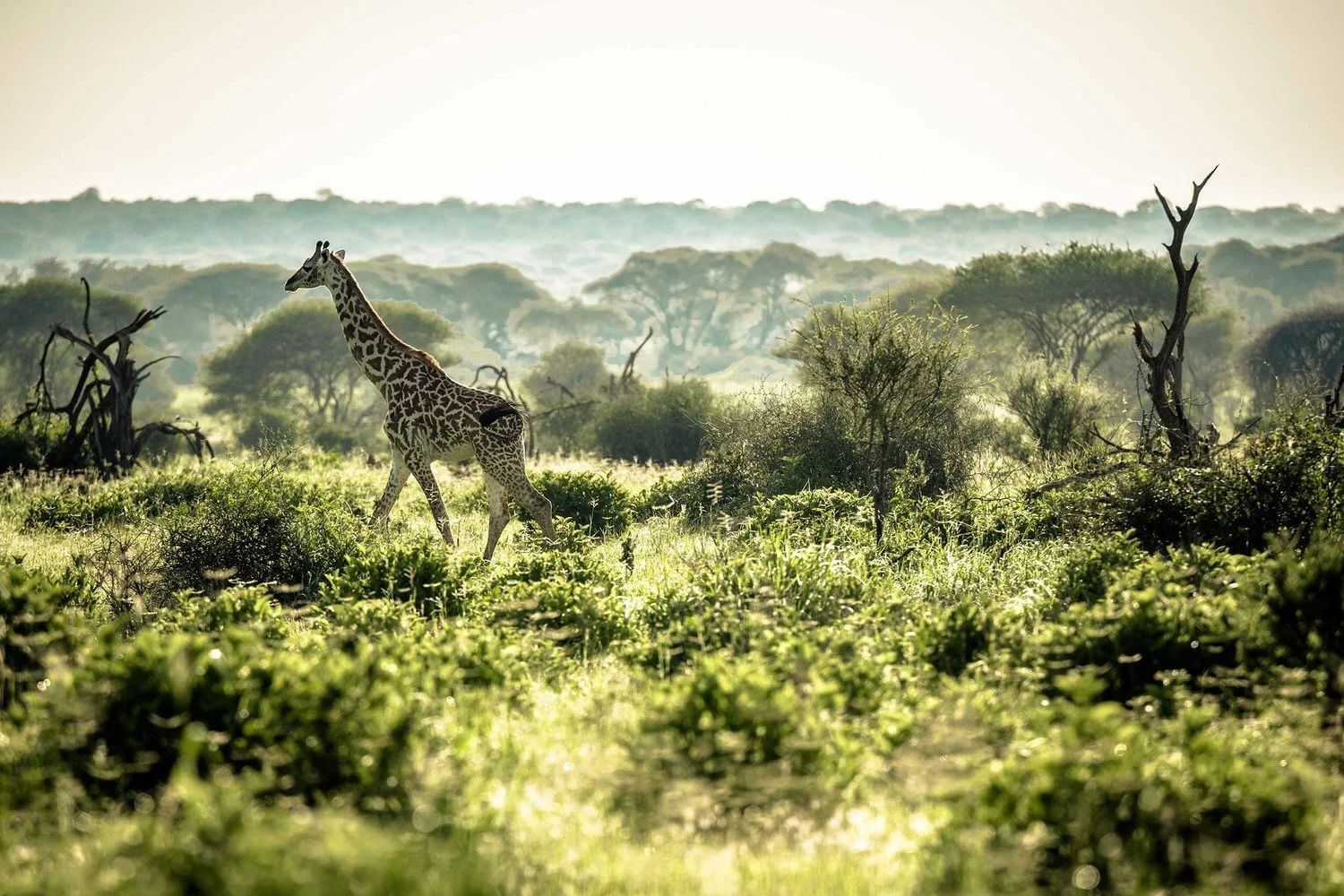 Untold-featured_Tanzania_W1280934.jpg