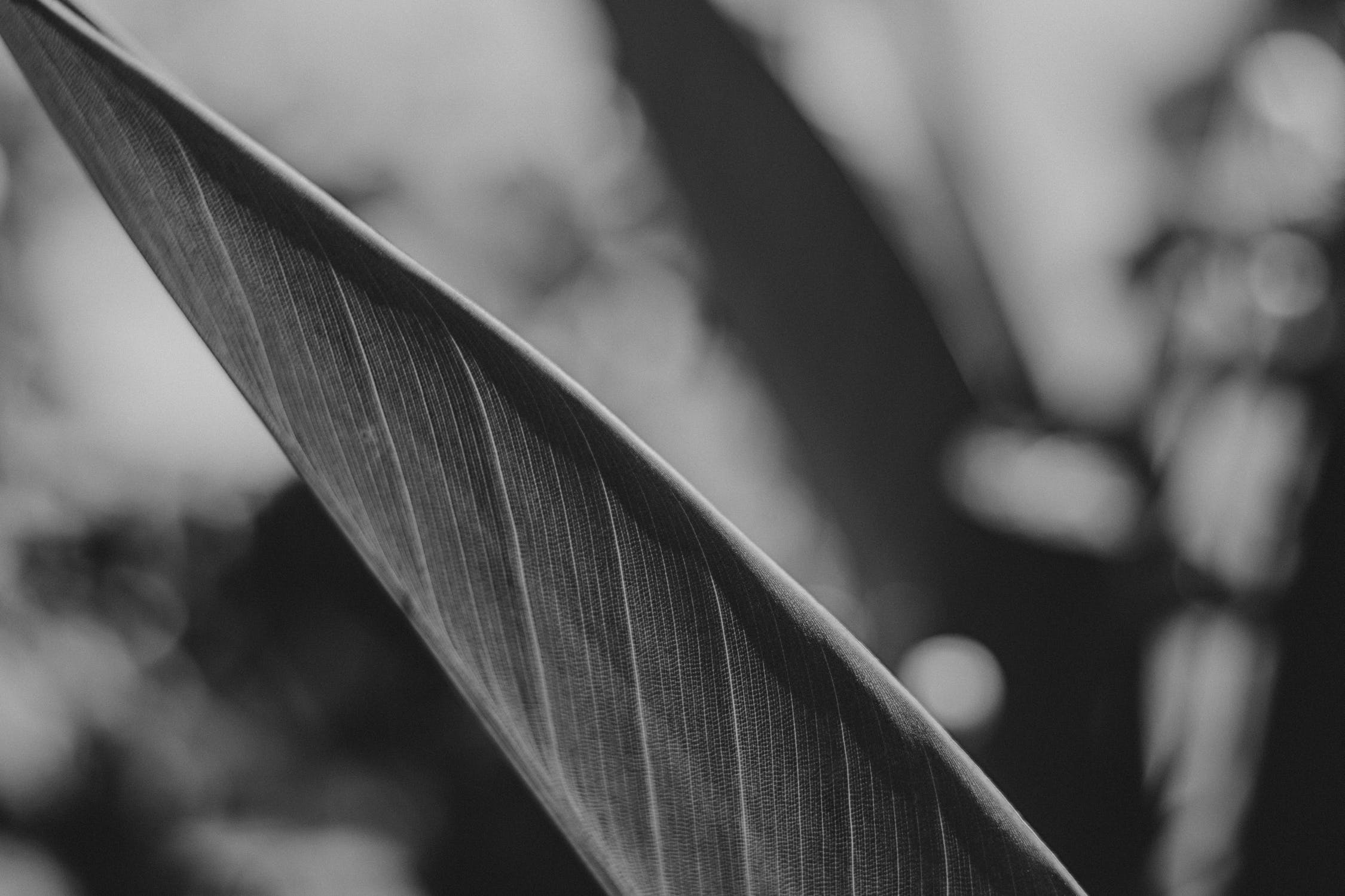 pexels-photo-2009116.jpeg