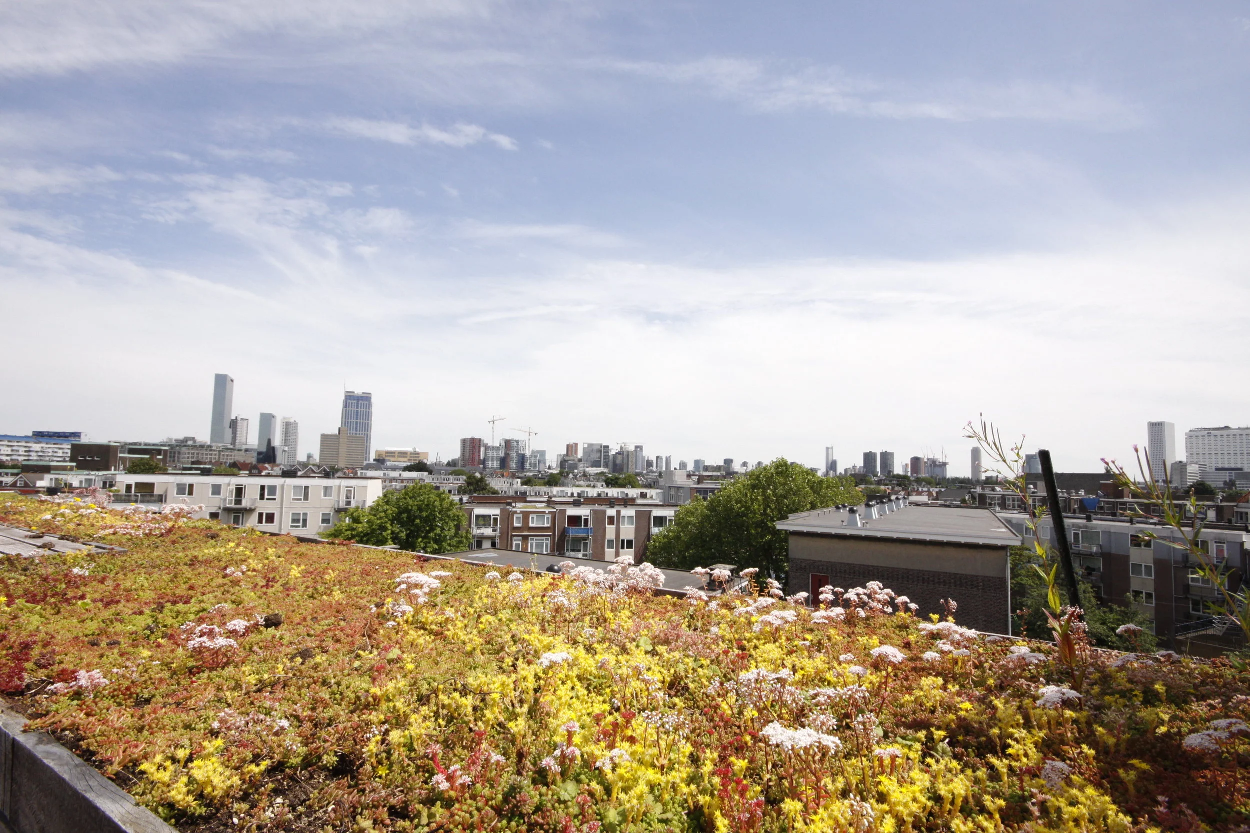 sedum vegetation gives the roof a green character