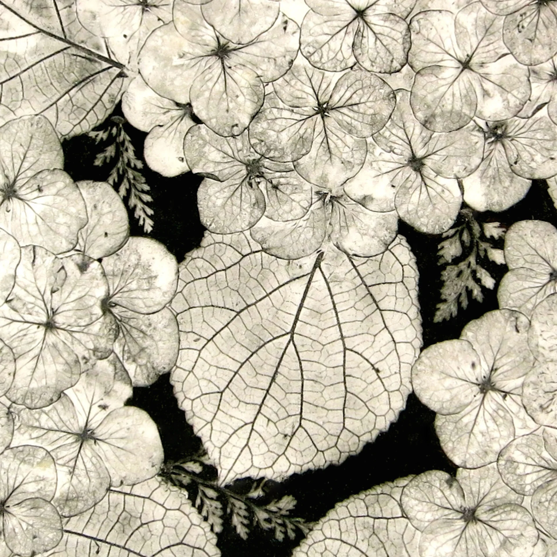Detail-Porcelain Botanical Platter.JPG