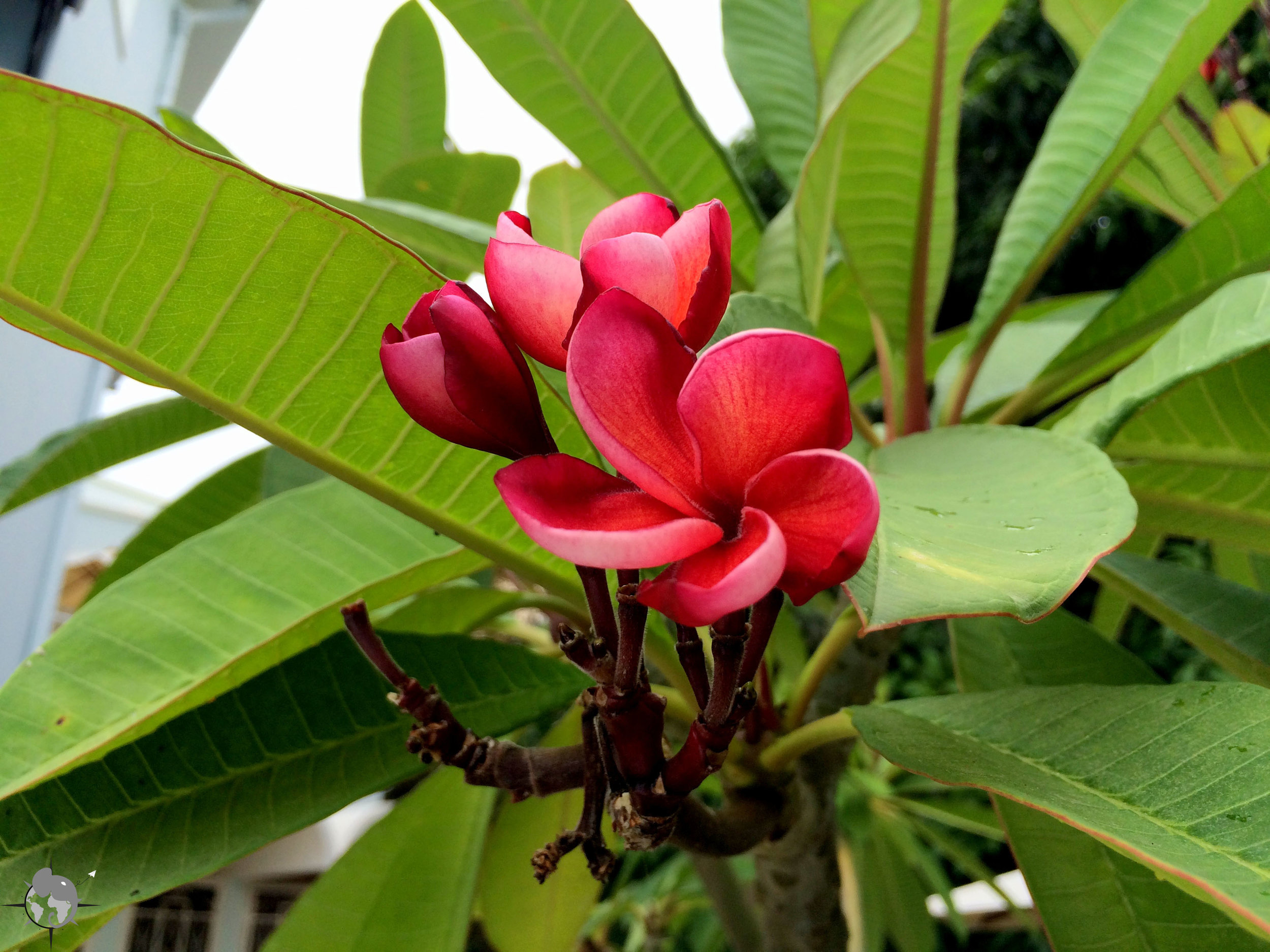 Jolies fleurs de Phnom Penh.jpg