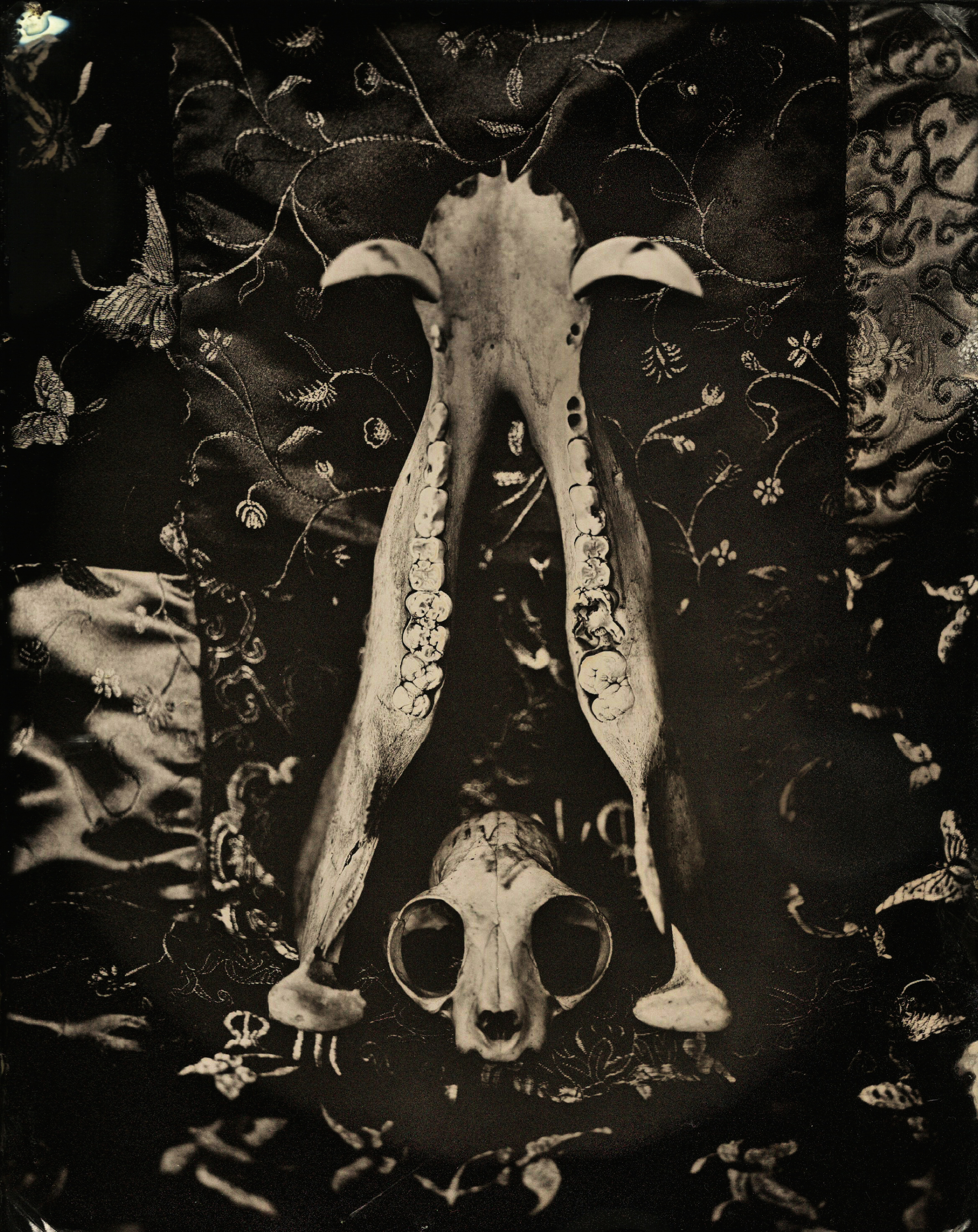 From Bones