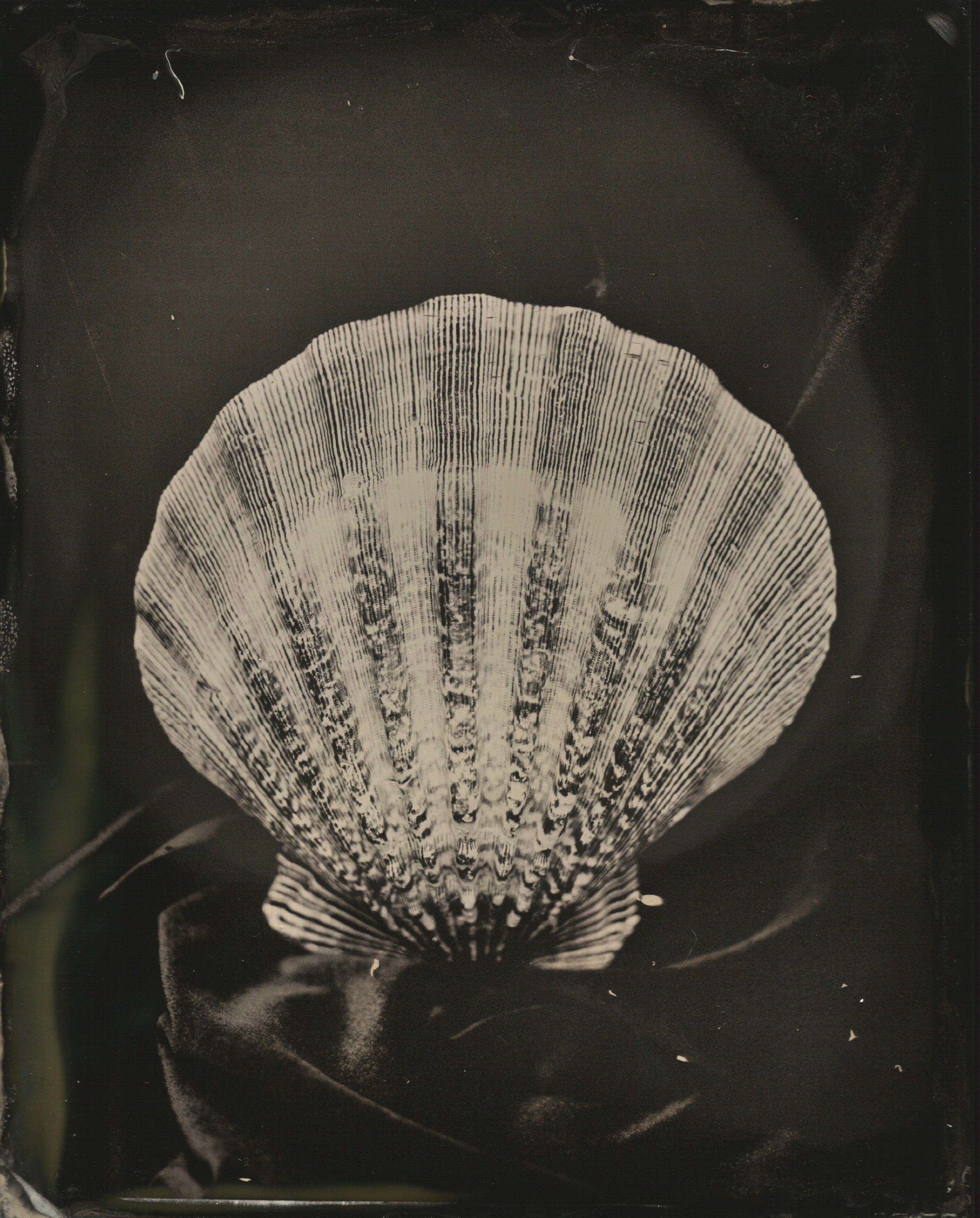 From The Sea