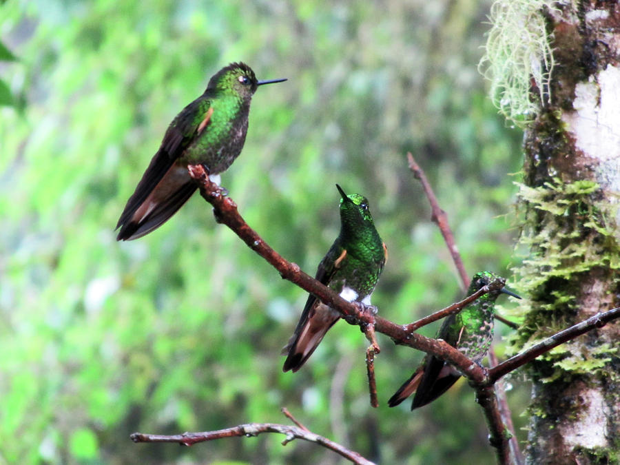 1-hummingbirds-of-bellavista-cloud-forest-ecuador-robert-selin.jpg