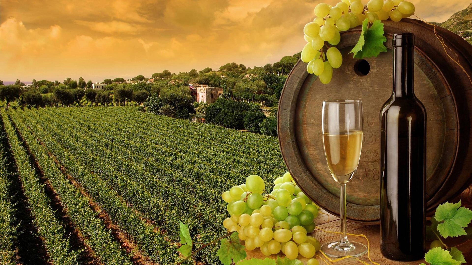 Wine+Vineyards.jpg