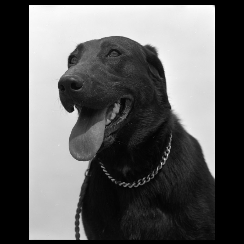  One of the bomb-sniffing dogs in Marja. The dogs—which have a mixed record and a high mortality rate—are trained to lie down in the road when they smell chemicals associated with improvised explosive devices (I.E.D.’s). They frequently suffer PTSD a