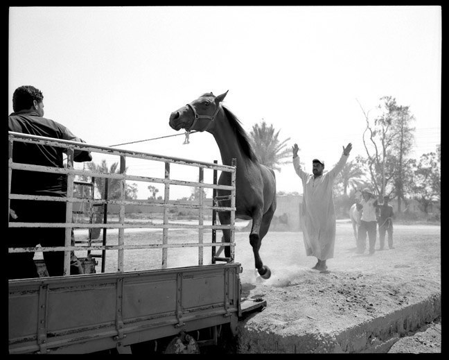  Mission to recover looted Arabian horses in Baghdad. June, 2003.&nbsp;   