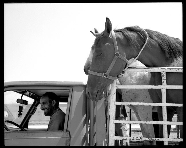  Mission to recover looted Arabian horses in Baghdad. June, 2003.   
