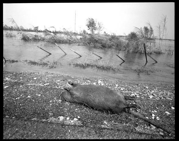 Dead muskrat in flooded area in Cameron Parish Louisiana, September 27, 2005.   