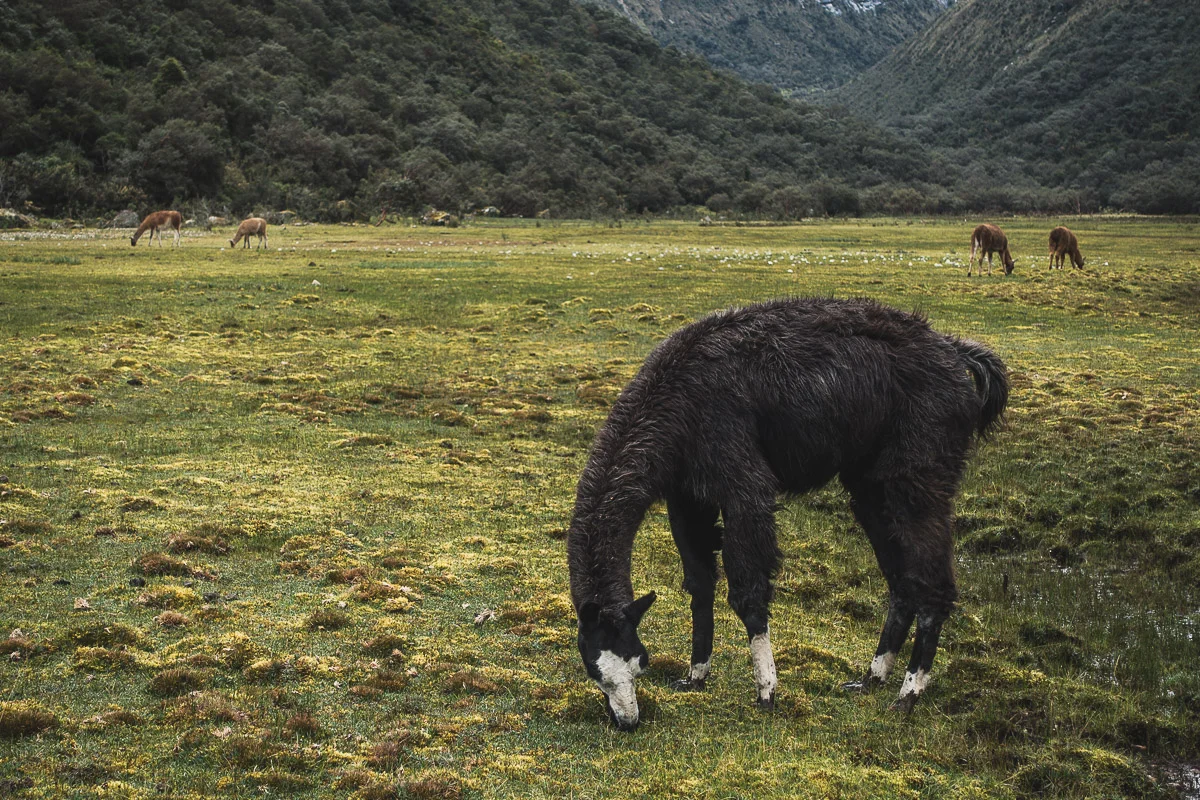 Lamas grasing in Quebrada Huaripampa