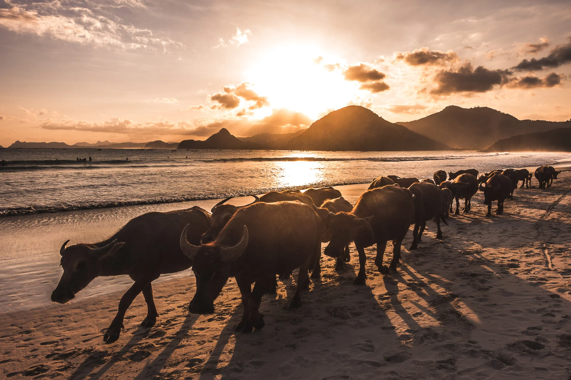 Water Buffalos in Lombok, Indonesia