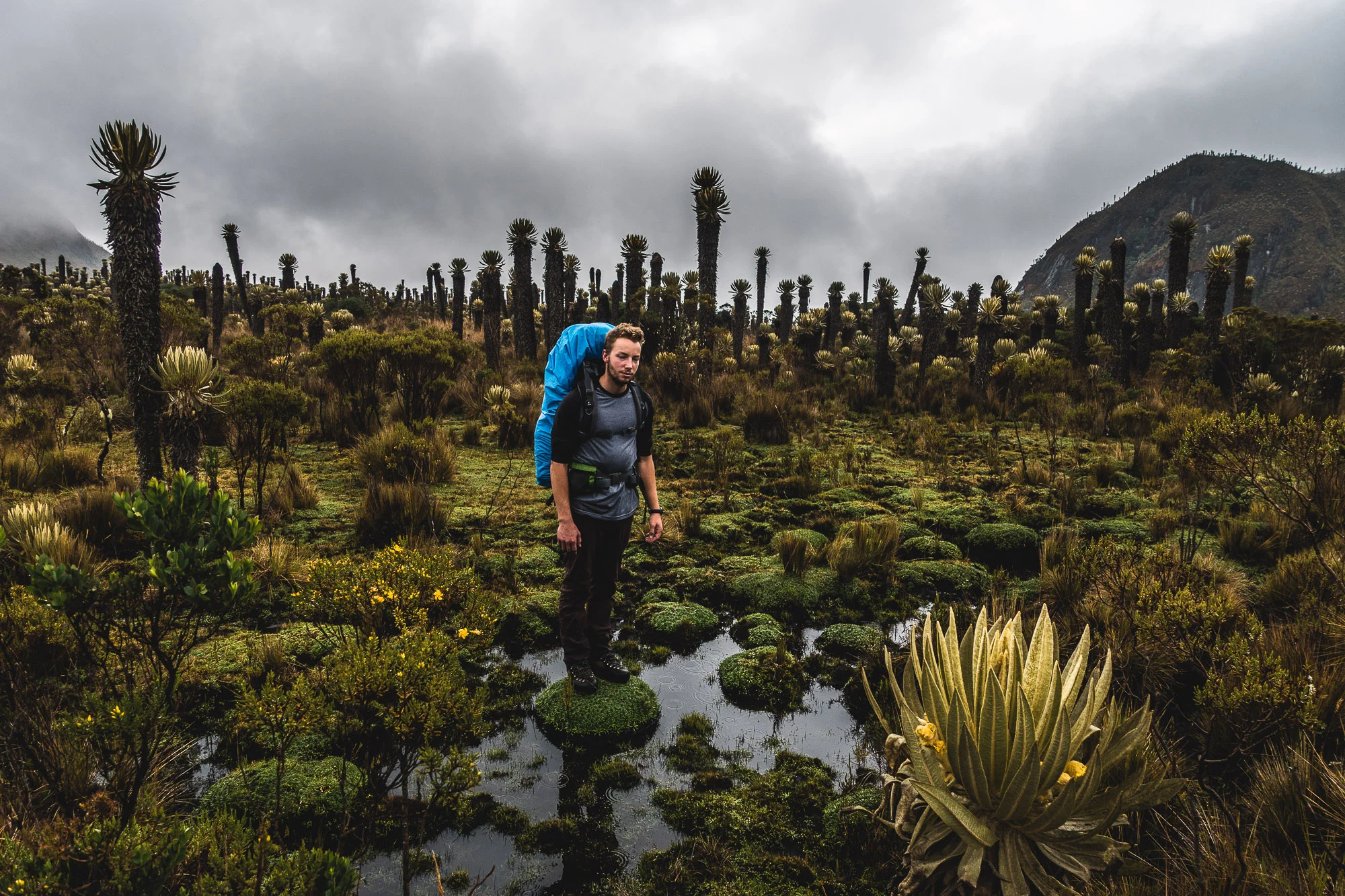 Trekking in Los Nevados National Park, Colombia