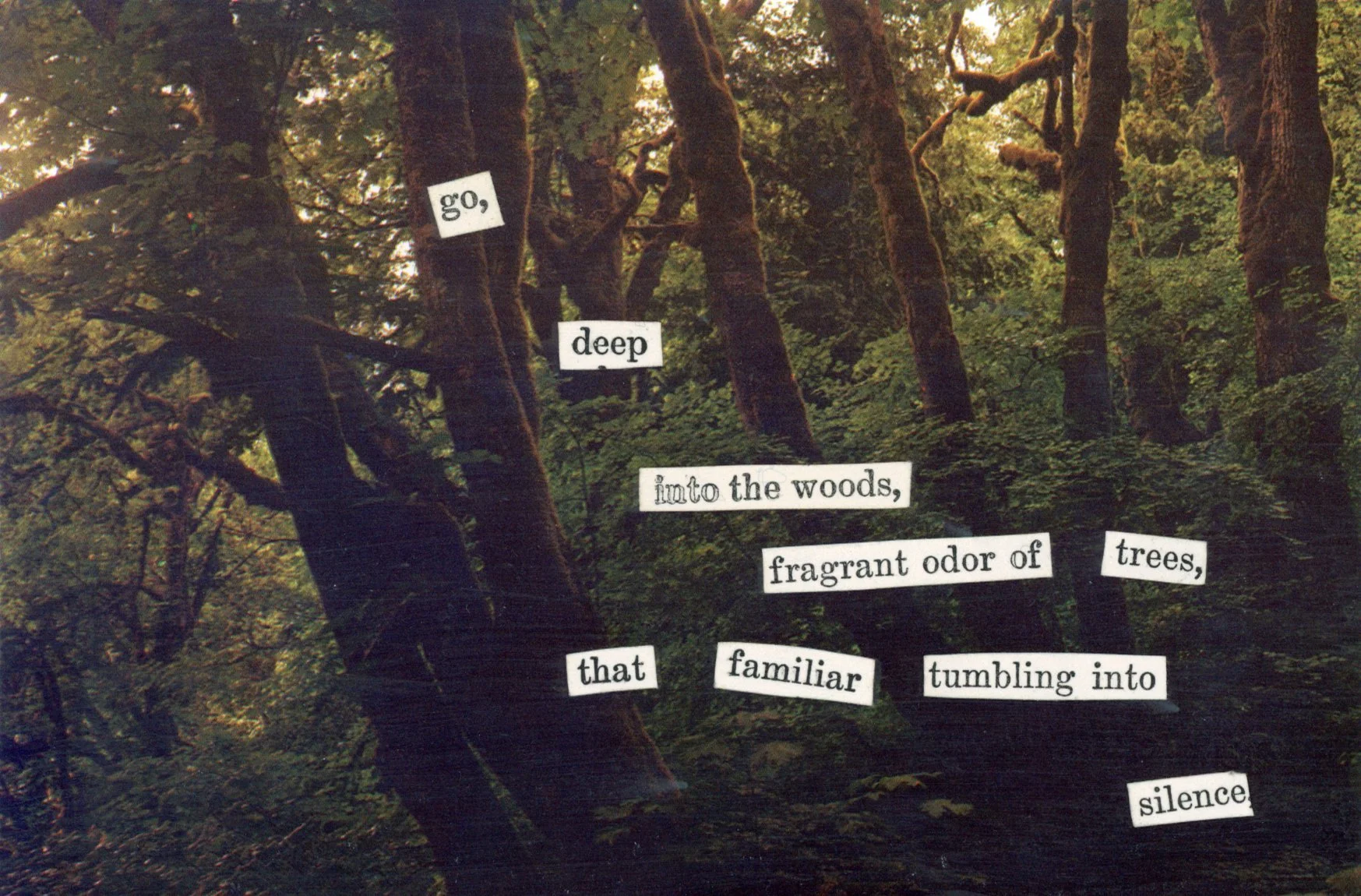 Cascade Collage Series - Into the Woods.jpg