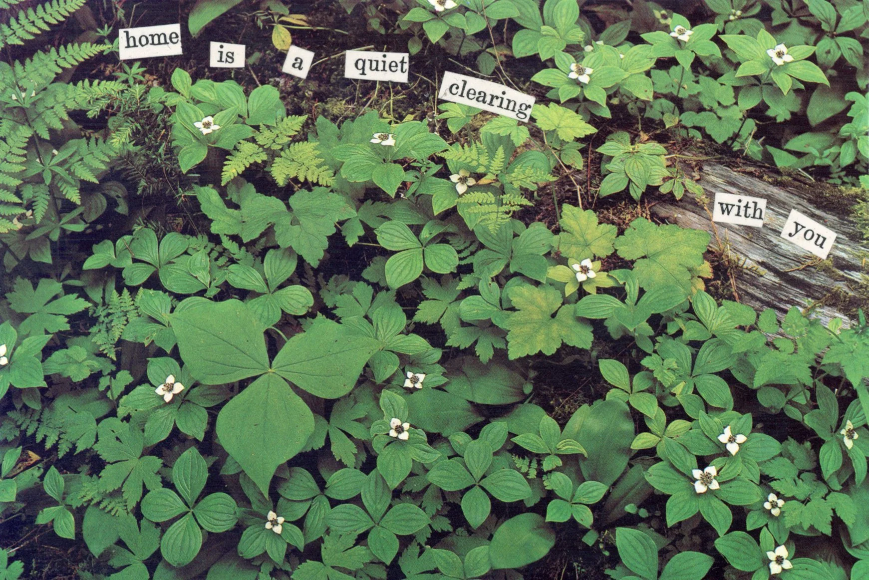 Cascade Collage Series - Home Is.jpg