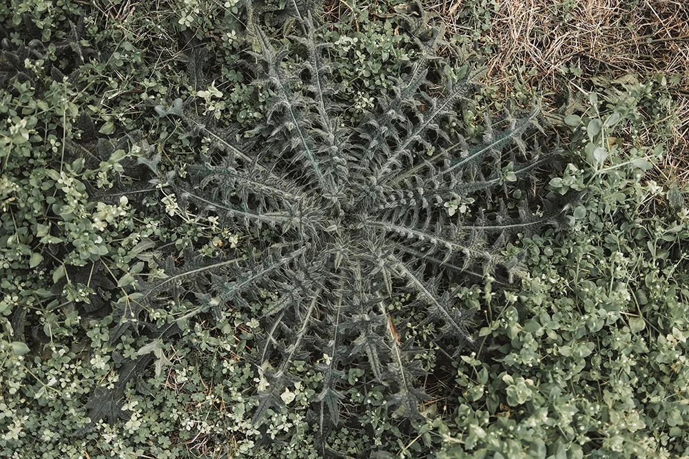 DSCF1755.jpg