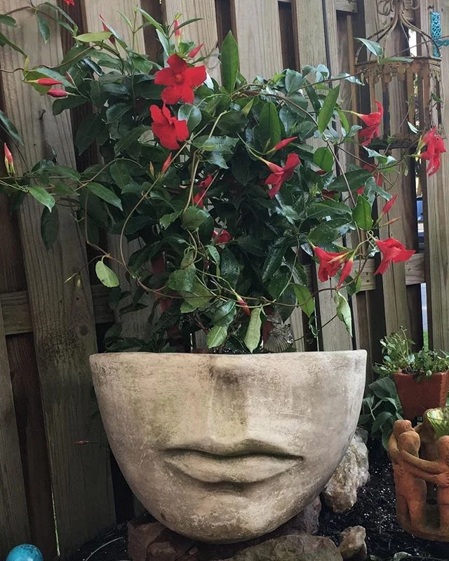 The most beautiful summer blooms. #mandevilla #mandevillaflower #inspiration #beautiful #beauty
#unique