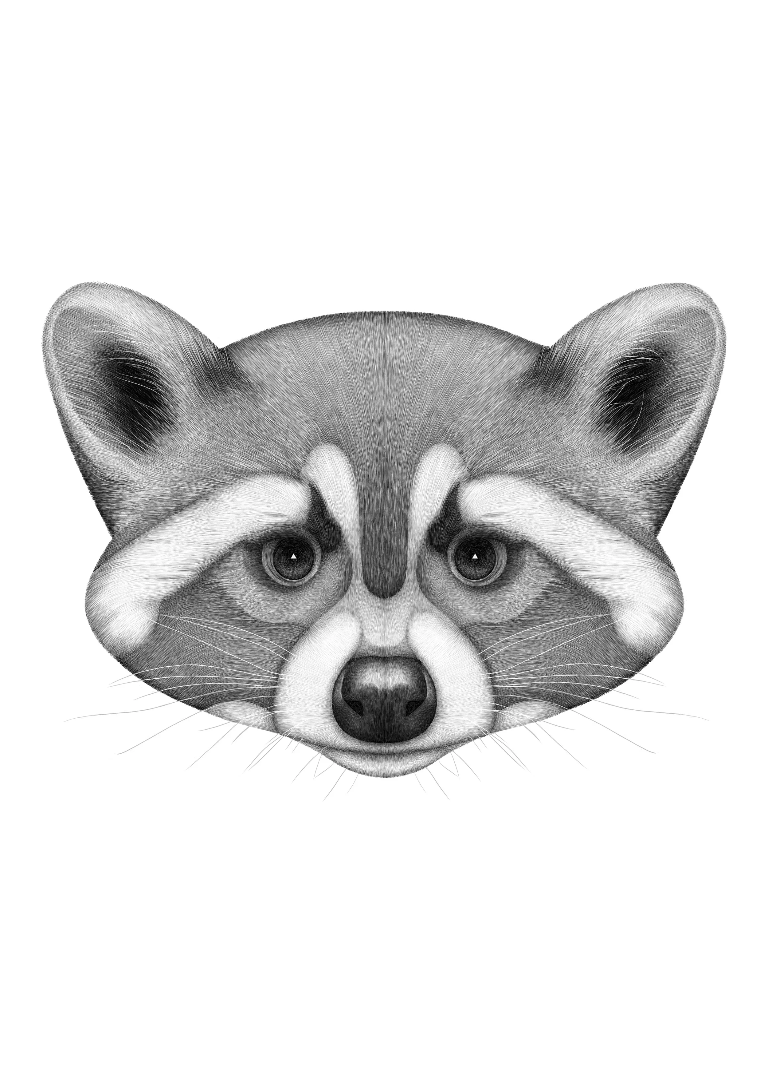 raccoon.jpg