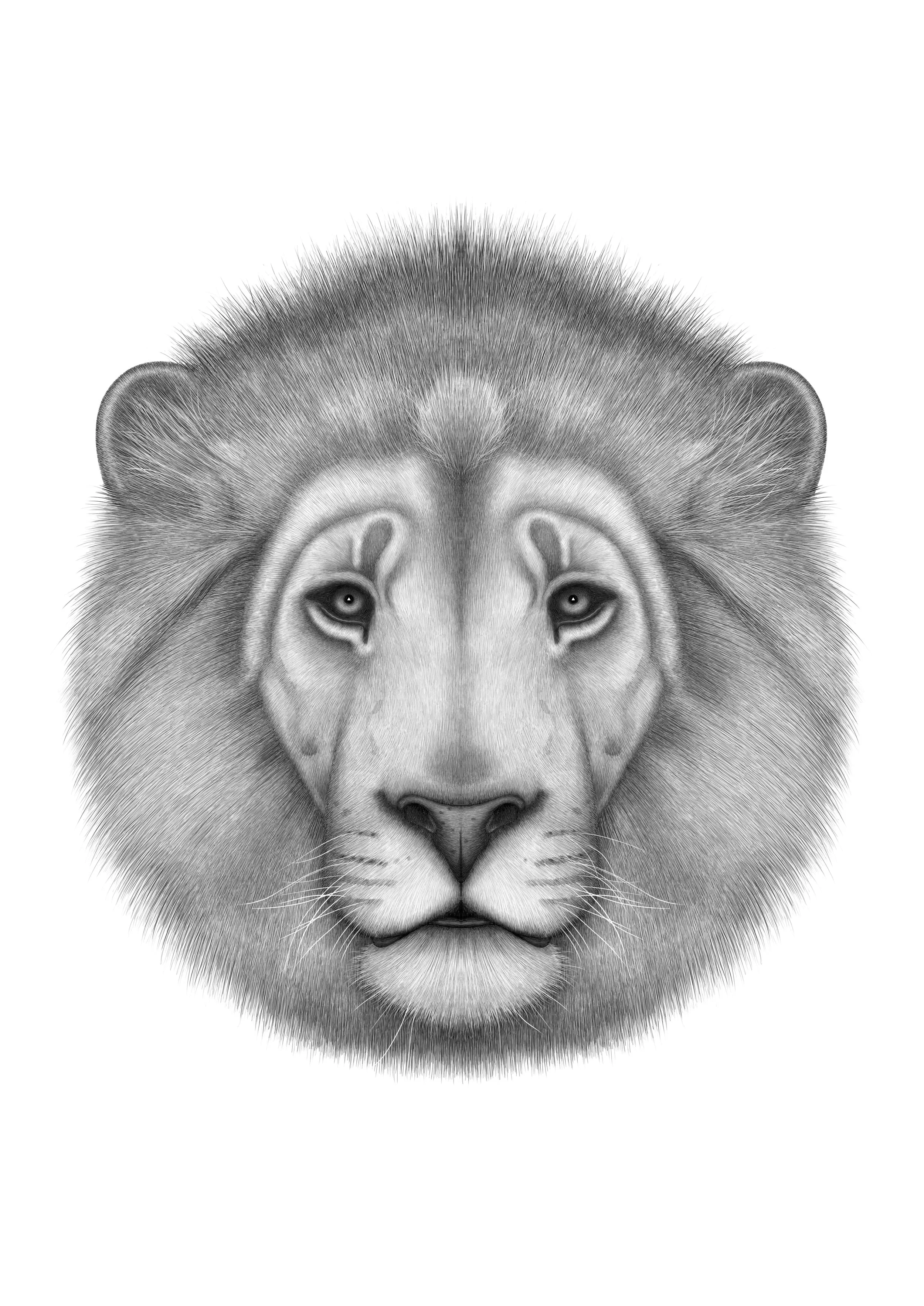 lion.JPG