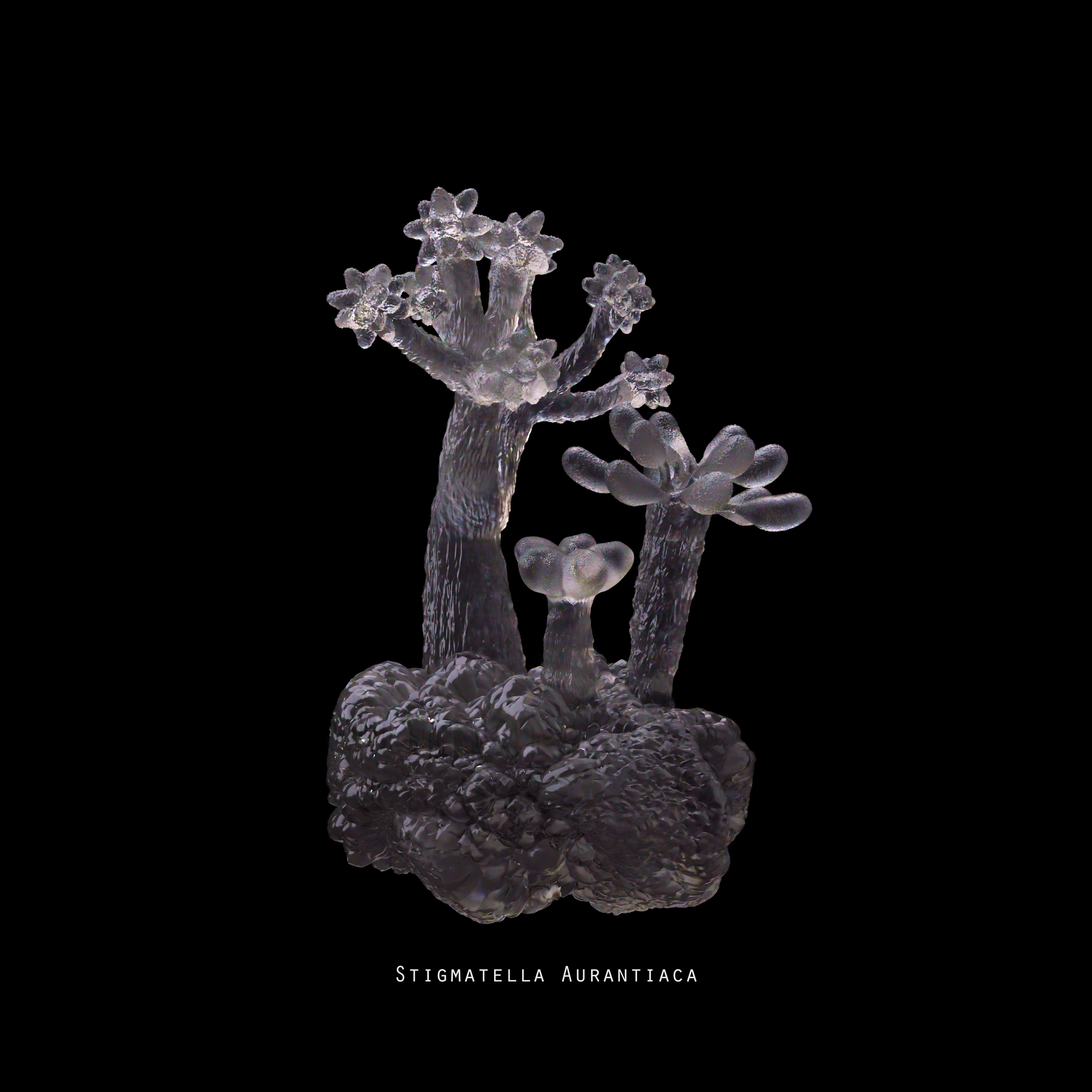 Stigmatella Aurantiaca_comped.png