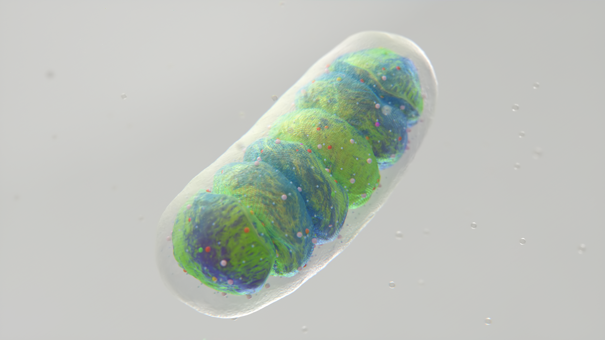 Mitochondria_cell_v11.png