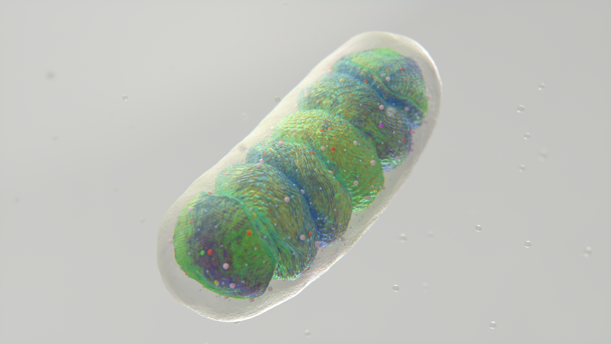 Mitochondria_cell_v12.png