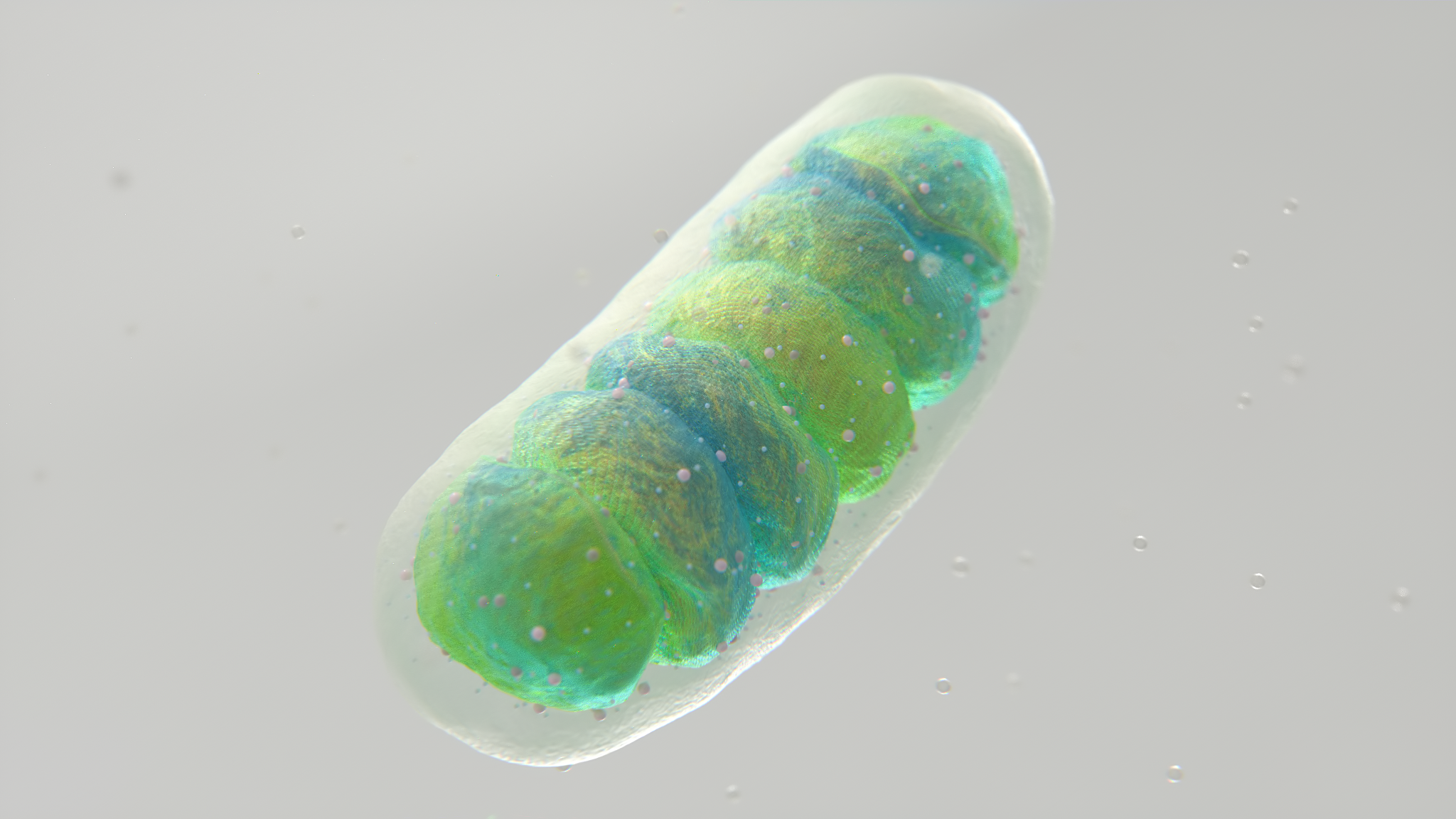 Mitochondria_cell_v13.png