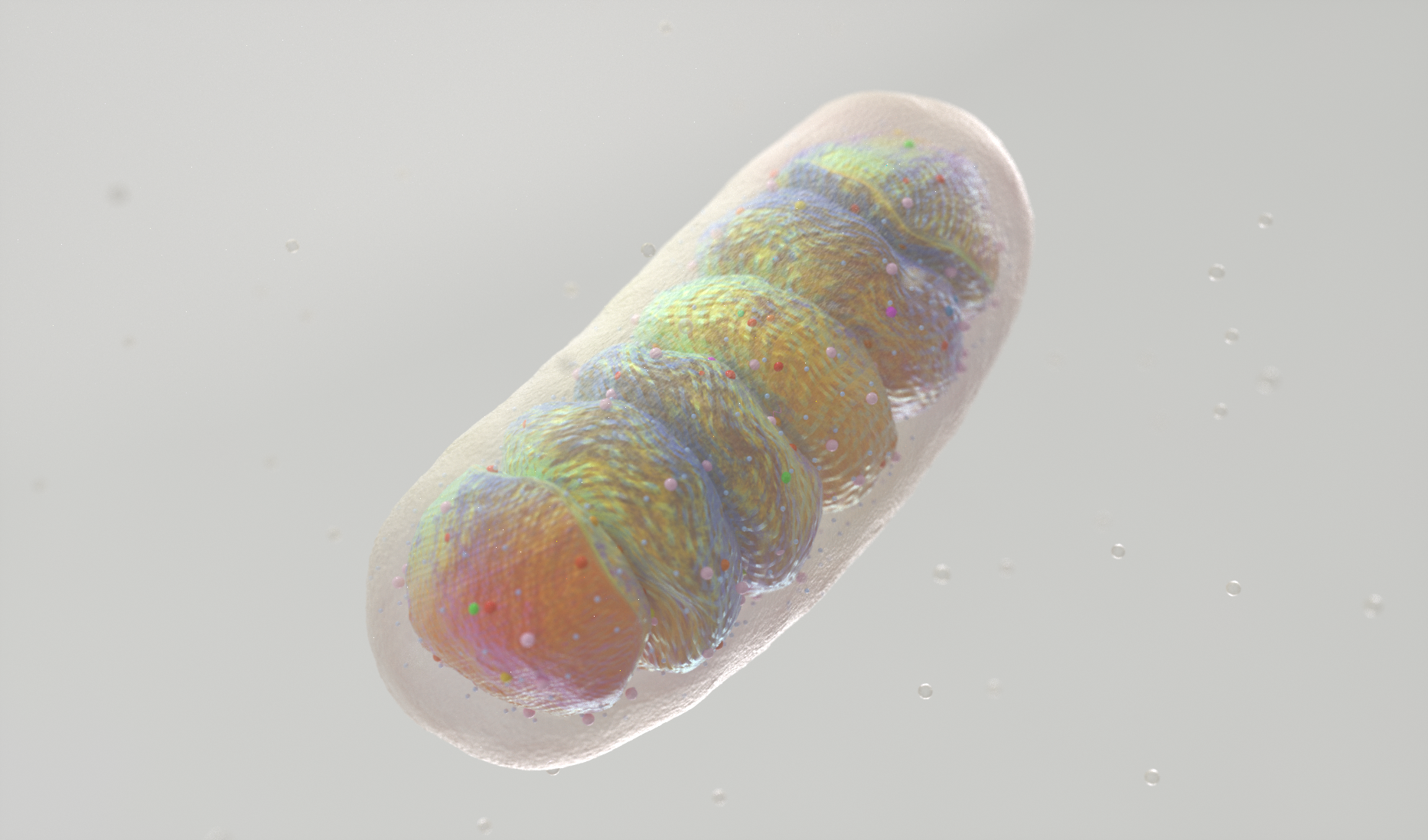Mitochondria_cell_v05.png