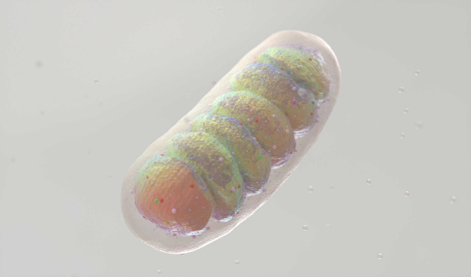 Mitochondria_cell_v06.png