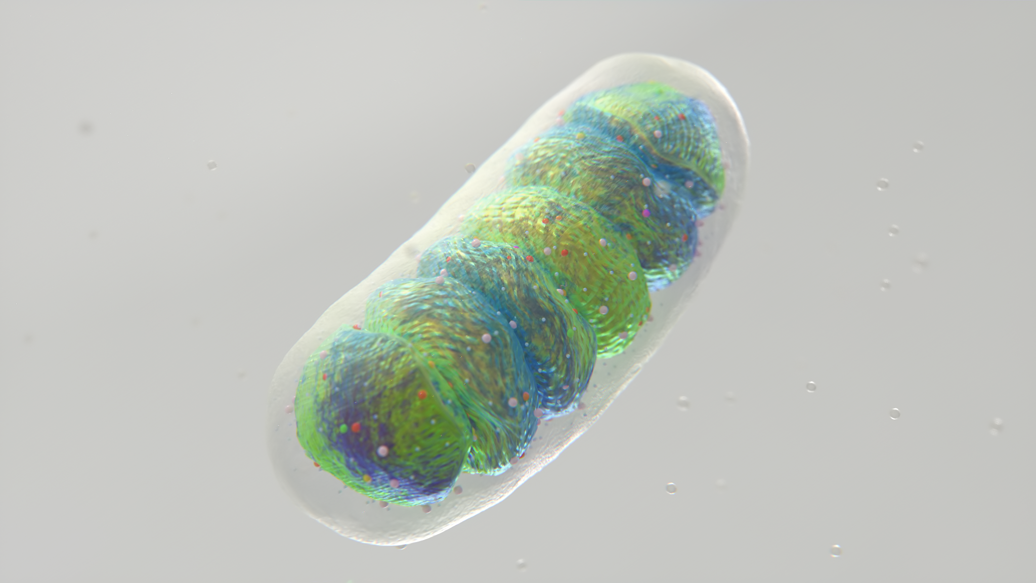 Mitochondria_cell_v10.png