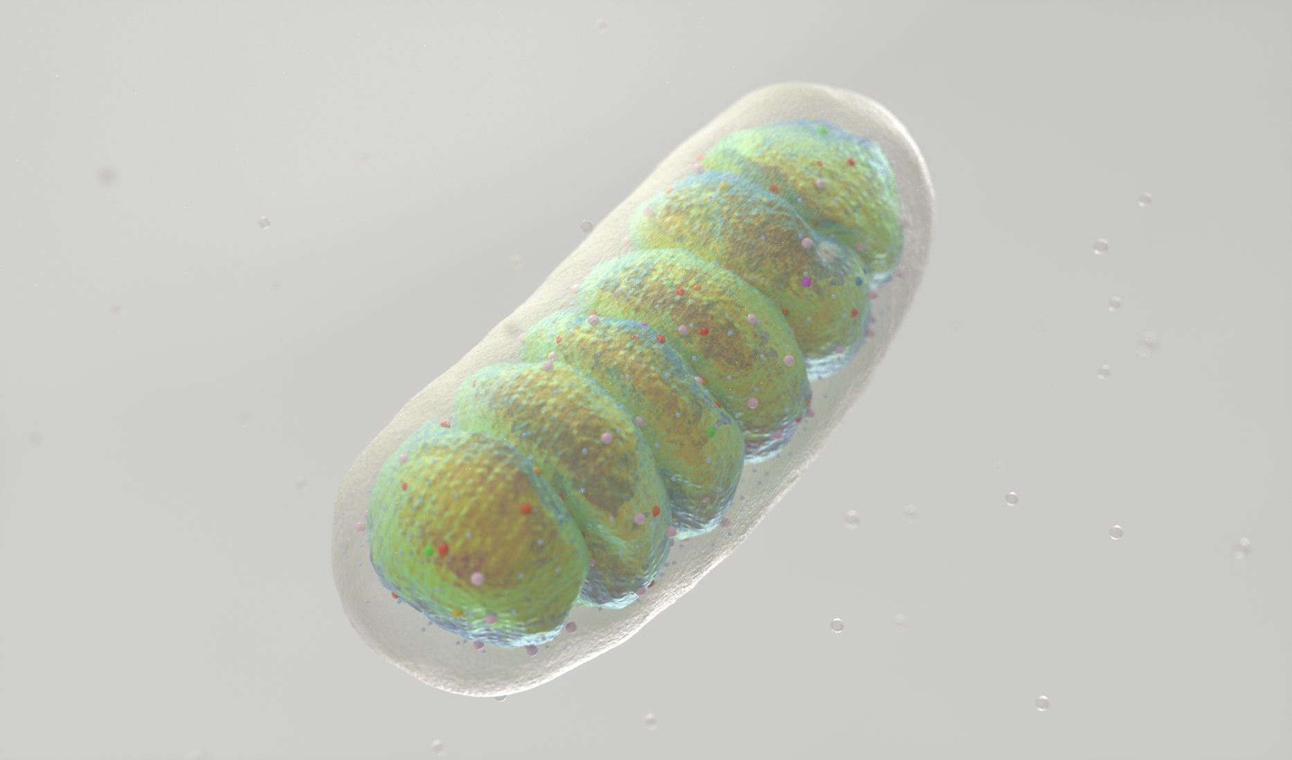 Mitochondria_cell_v07.png