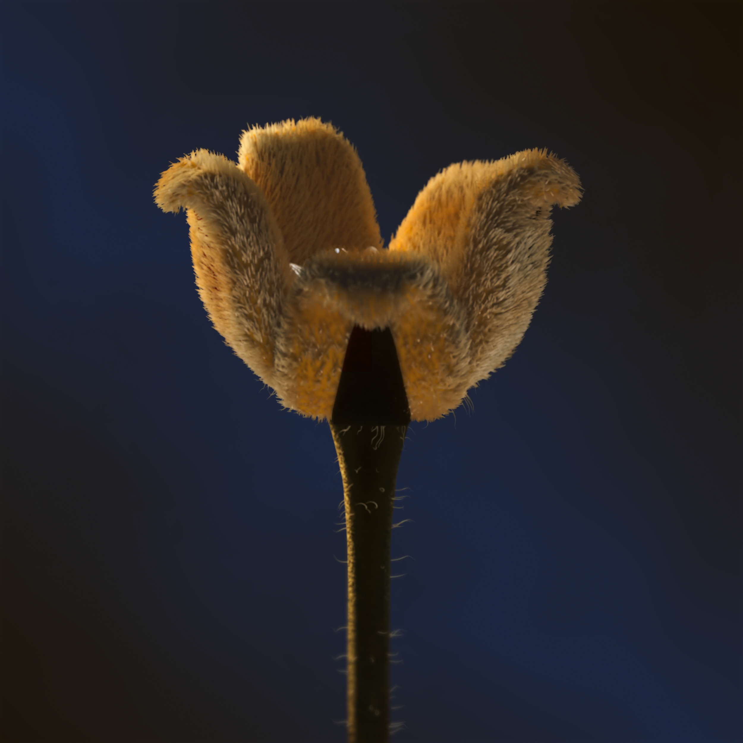 Emotion_v04_still 2_00000_size.png