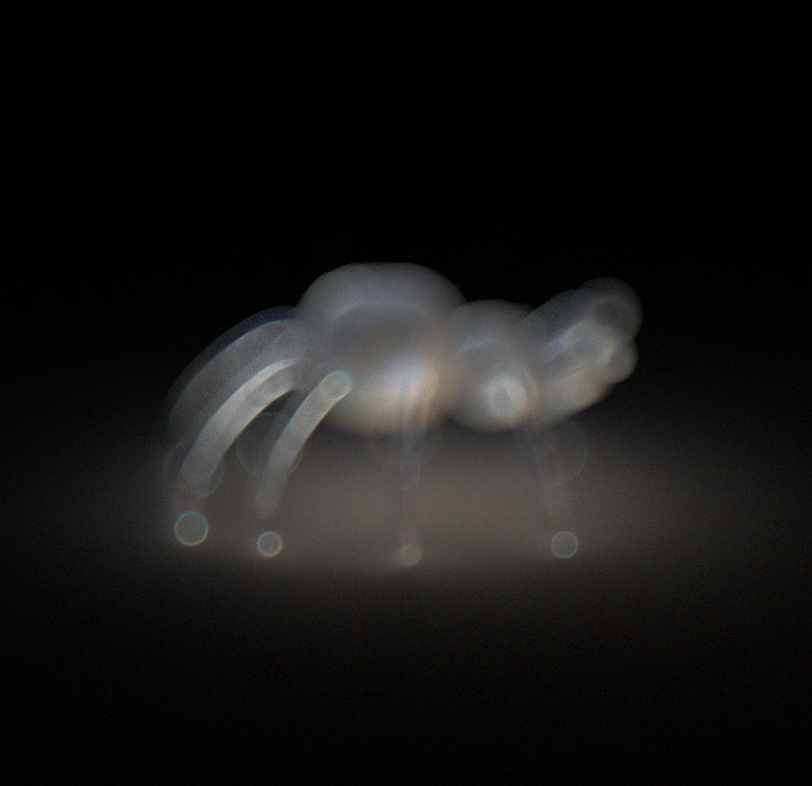 Spider_crop_blur.png