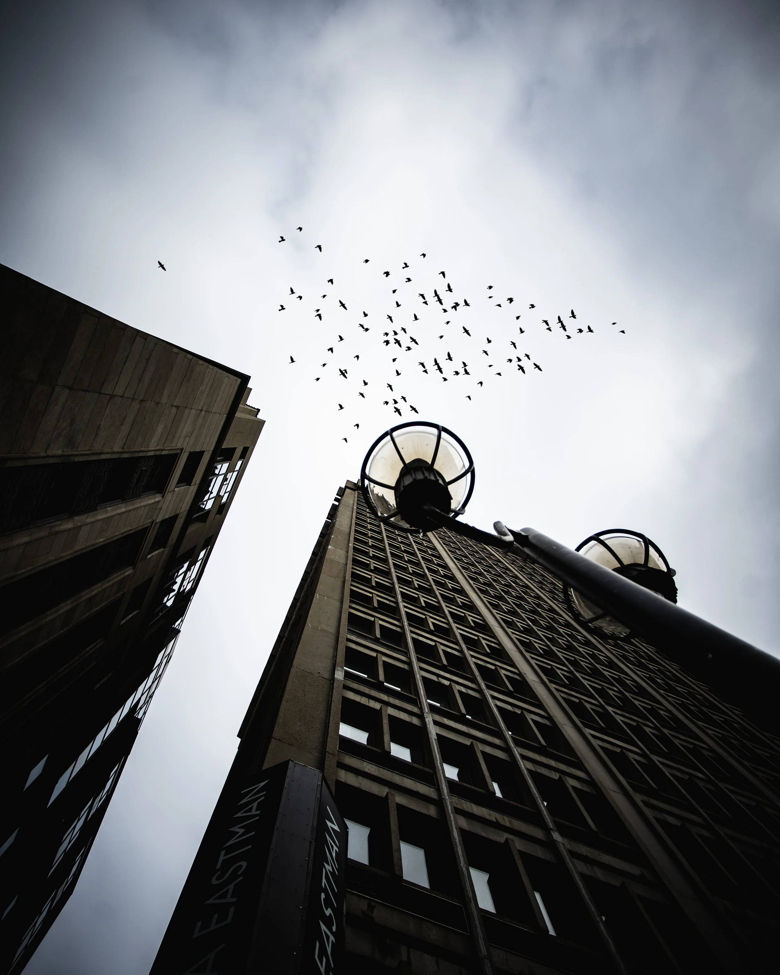 birds.jpg