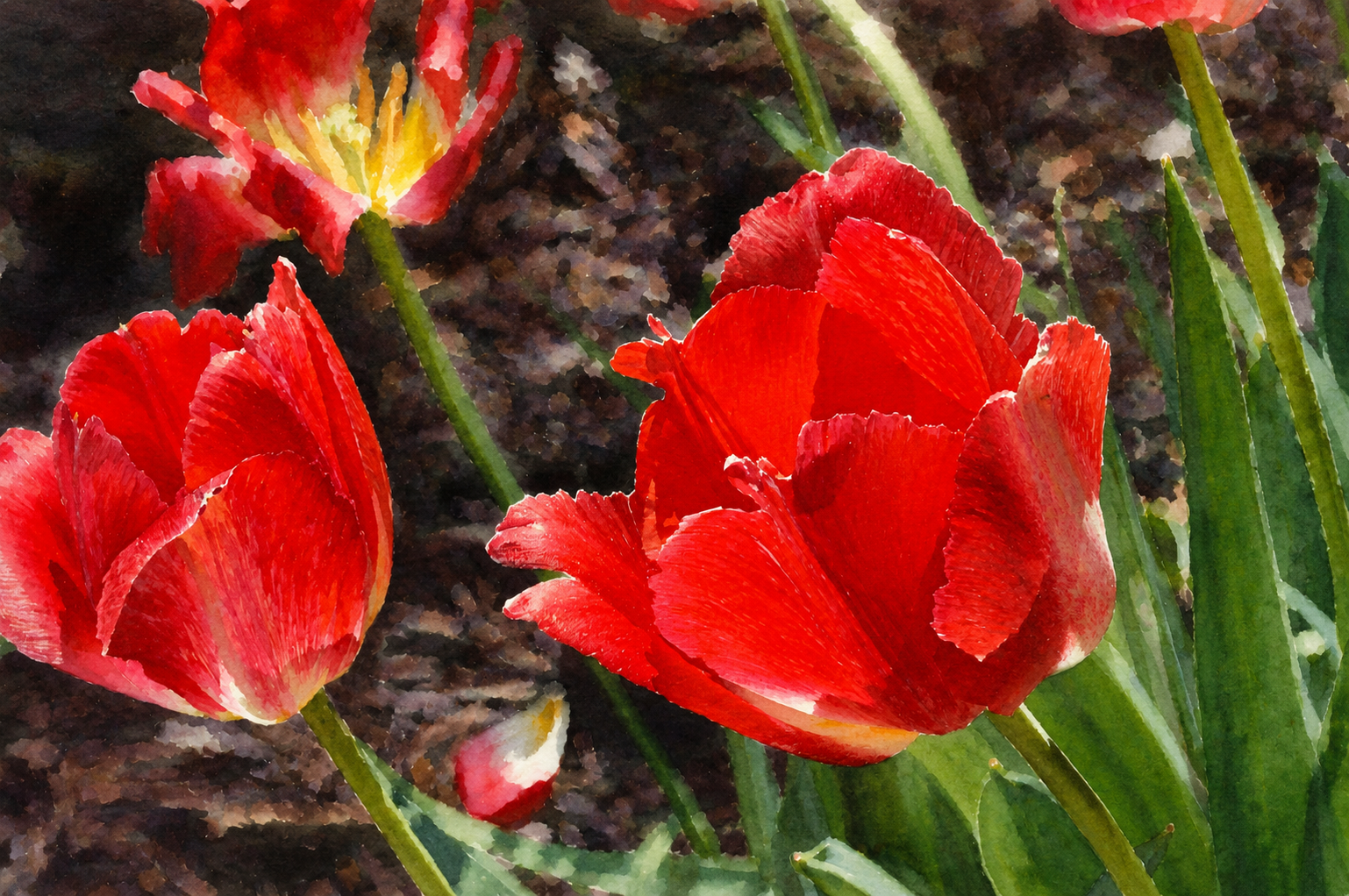 Spring Tulips