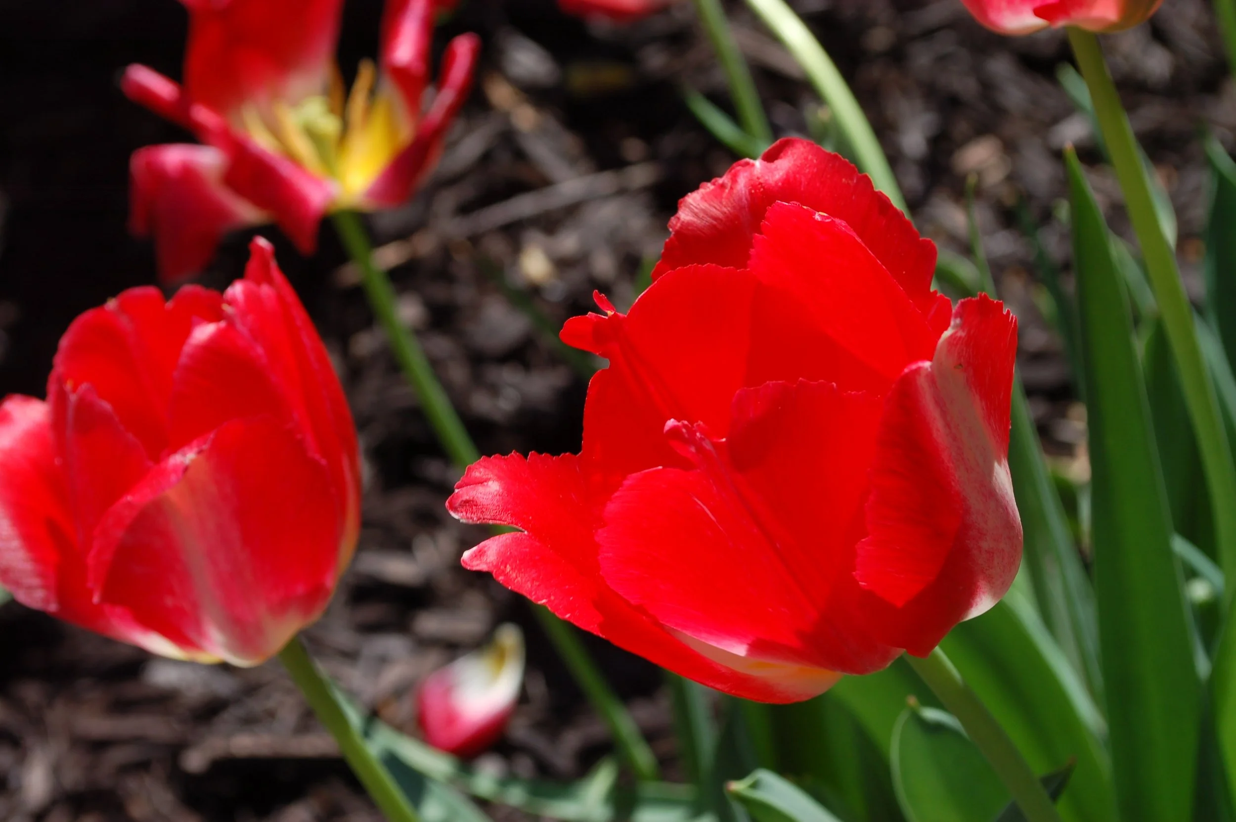 Spring Tulips