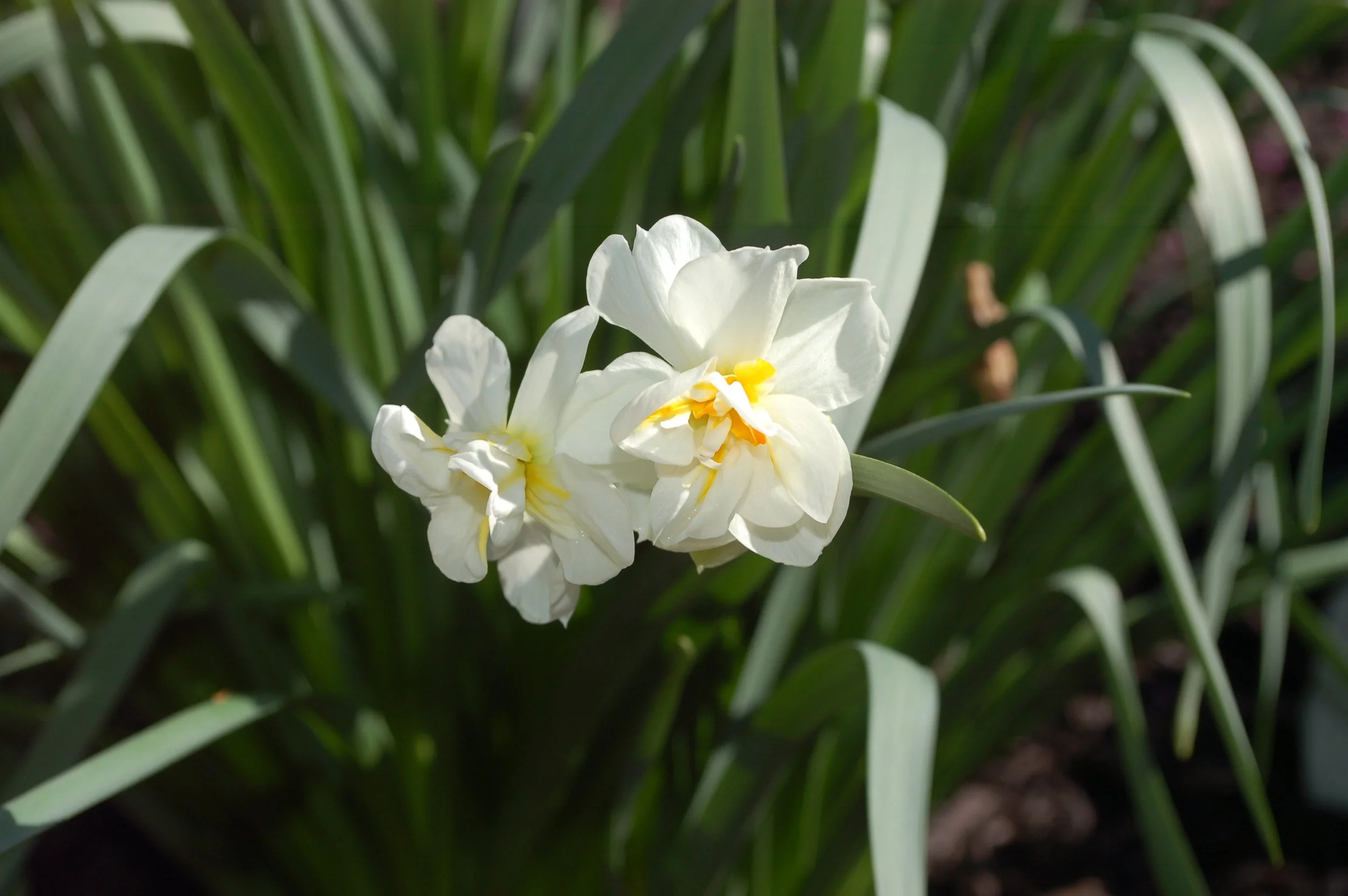 Spring daffodils