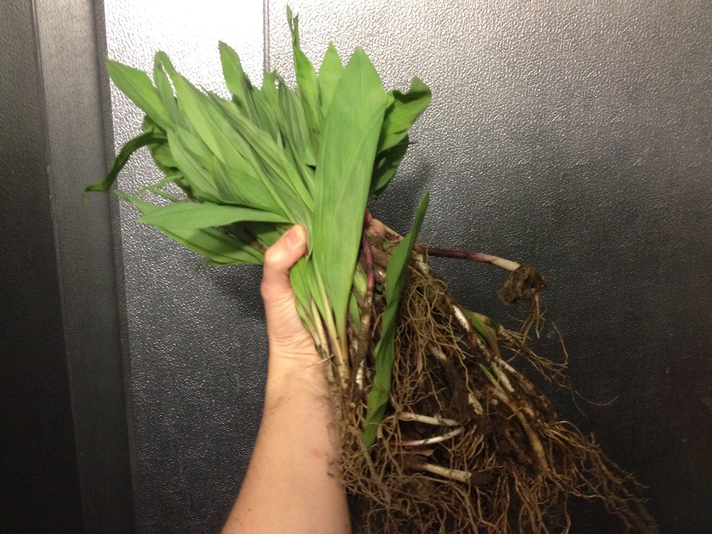Ramp Handful.jpg