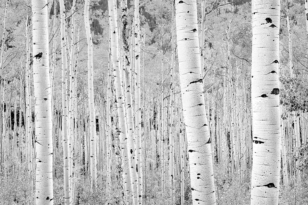 Fall-Color-Aspen-Trees-110866-01-1_B&W.jpg