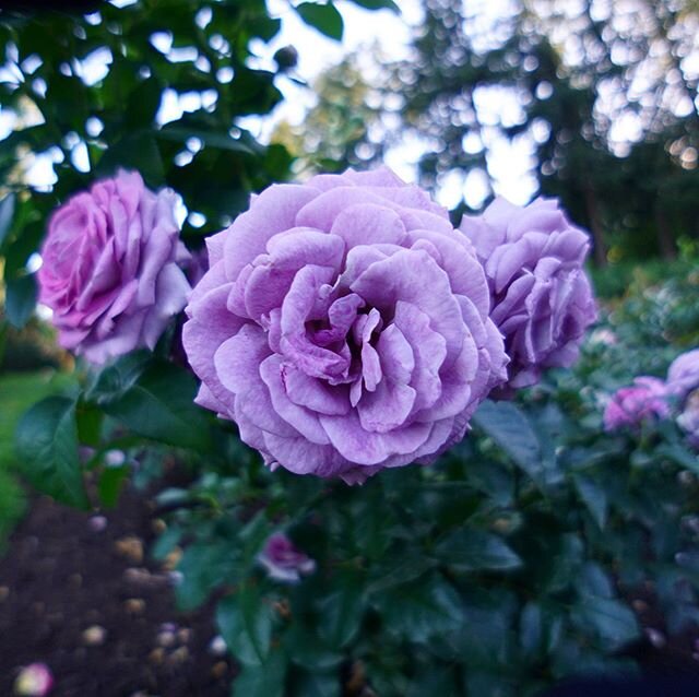 The #sustainablilitychallenge with @nycschoolsustainability continues, and today we&rsquo;re appreciating all of the plants and flowers in our life! These are my absolute favorite floral portraits that I&rsquo;ve taken at the @portlandrosegarden. Tak