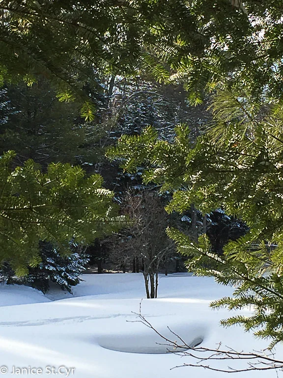 Pines and Snow Pillows
