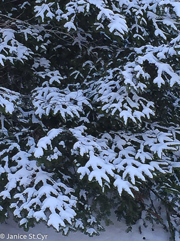 Snowy Pine