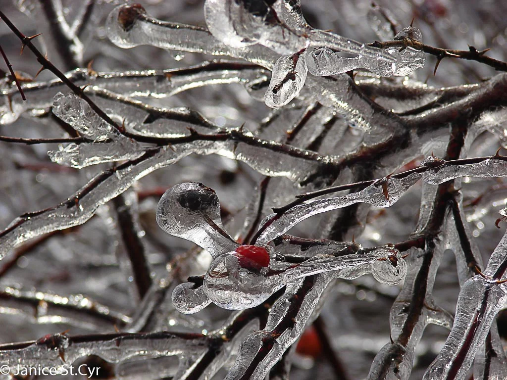 Iced Berries