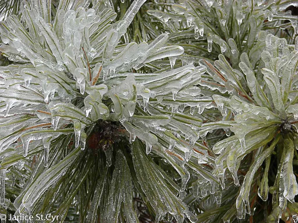 Iced Pine