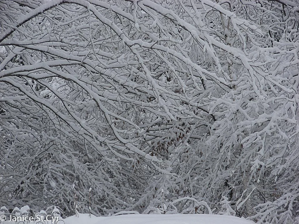 Snowy Snowy Branches