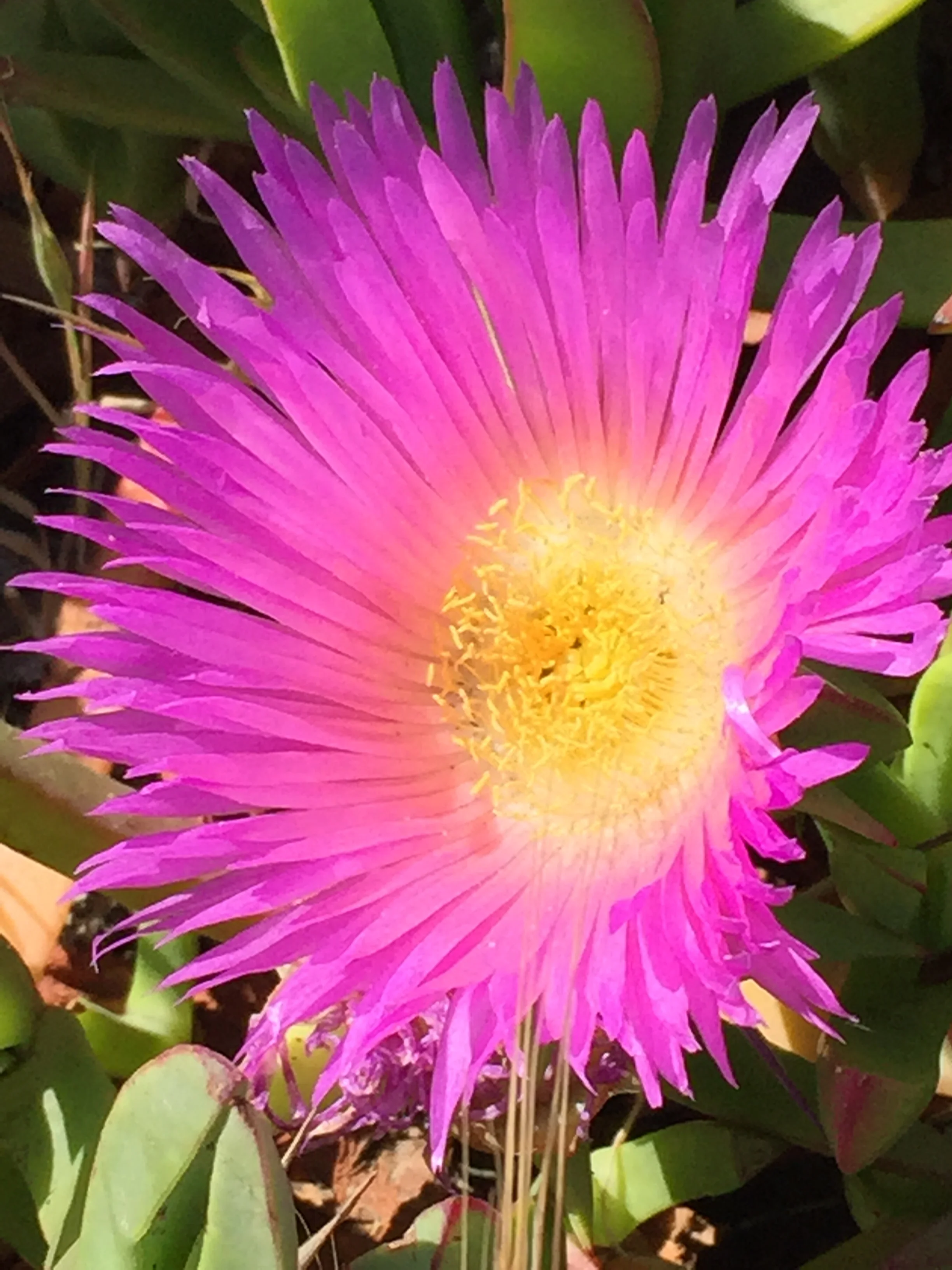 Ice Plant