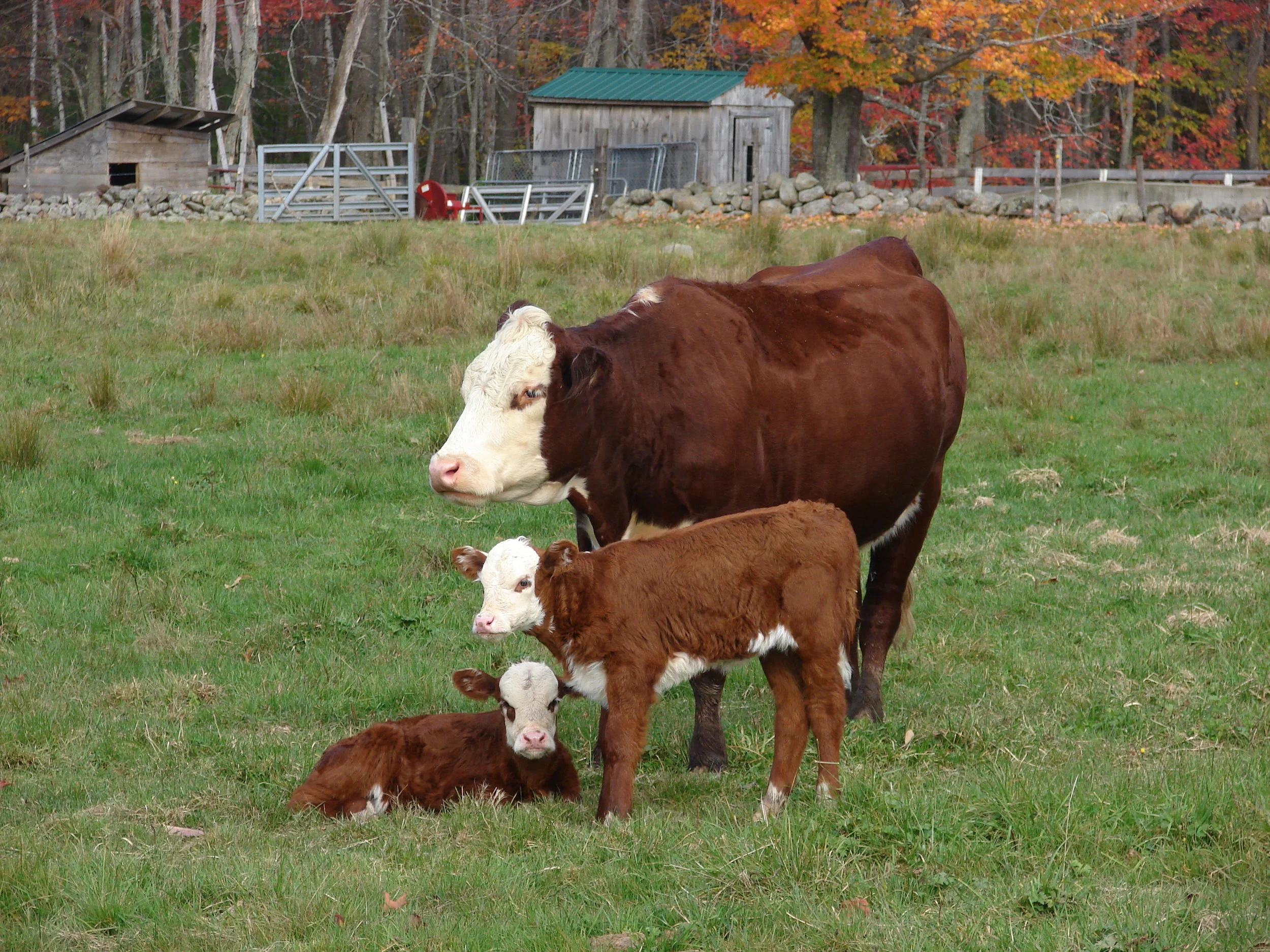 Country Cow Family