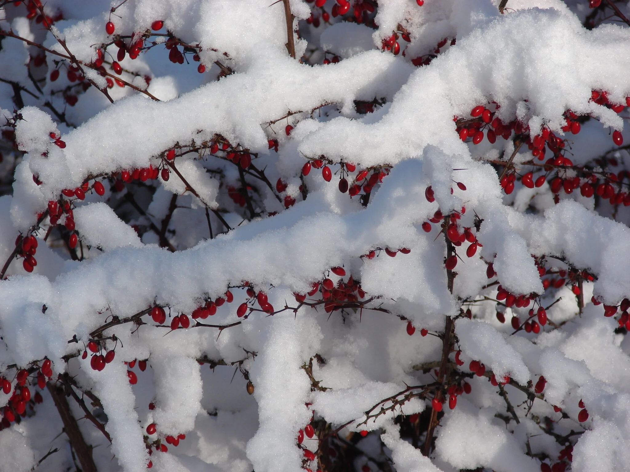 Winter Berries